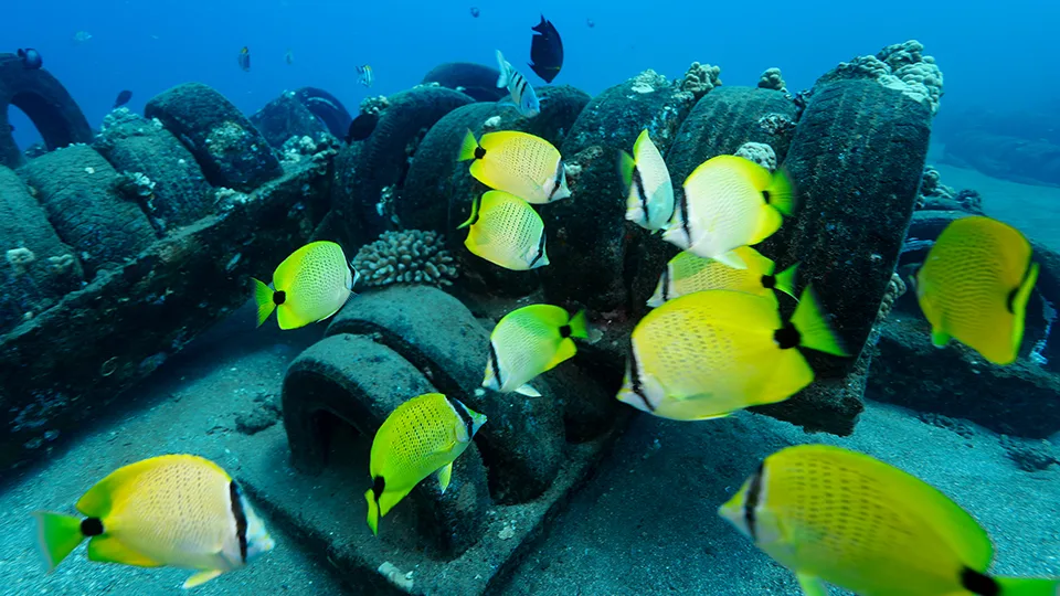 School of Millet Butterflyfish