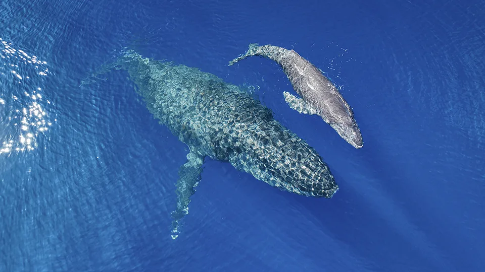 North Pacific Humpback Whale Mother and Calf