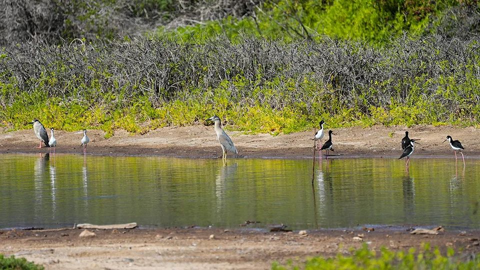 Maui Wildlife Birds