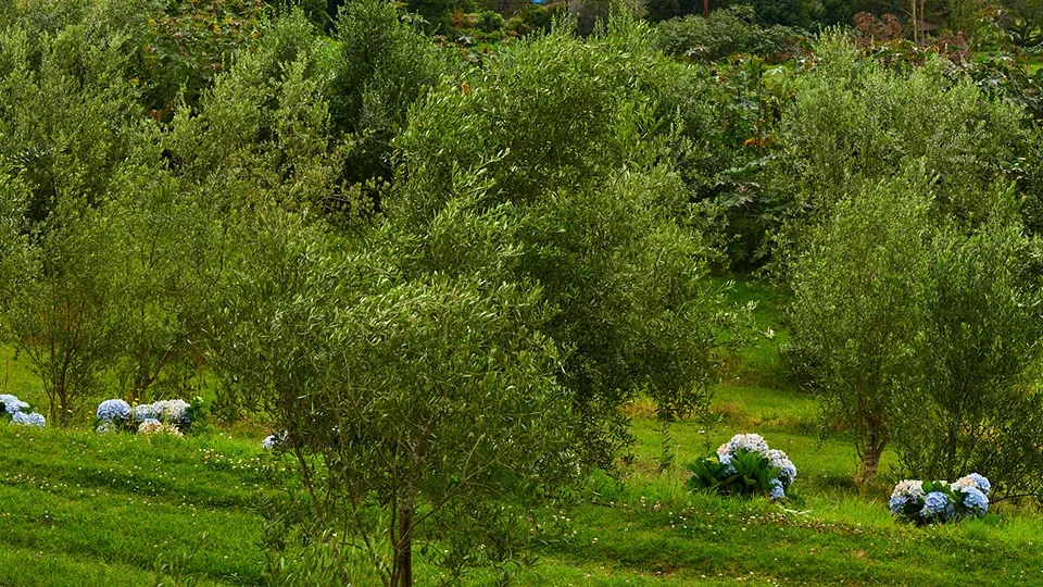 O'o Farm Maui