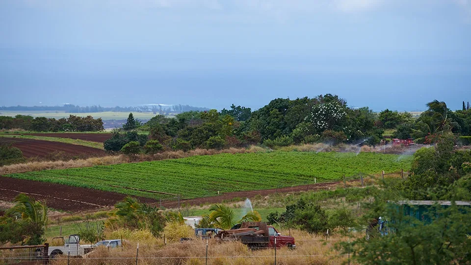 Evonuk Farms Maui