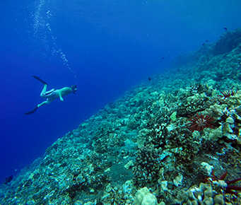 Snorkeler Underwater Looking at Coral at Molokini Crater