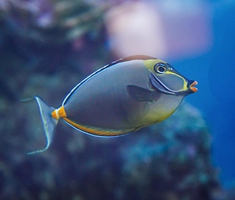 Orangespine Unicornfish at Molokini Crater