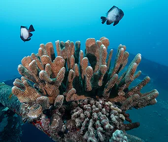 Coral and Hawaiian Damselfish