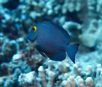 Kole Yellow Eye Tang