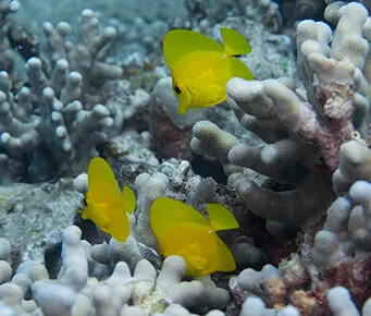 School of Yellow Tang