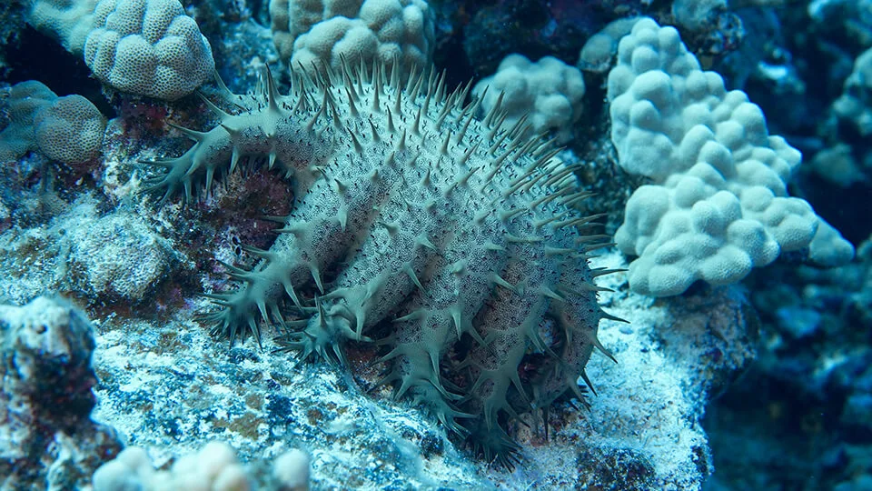 Crown of Thorns Starfish