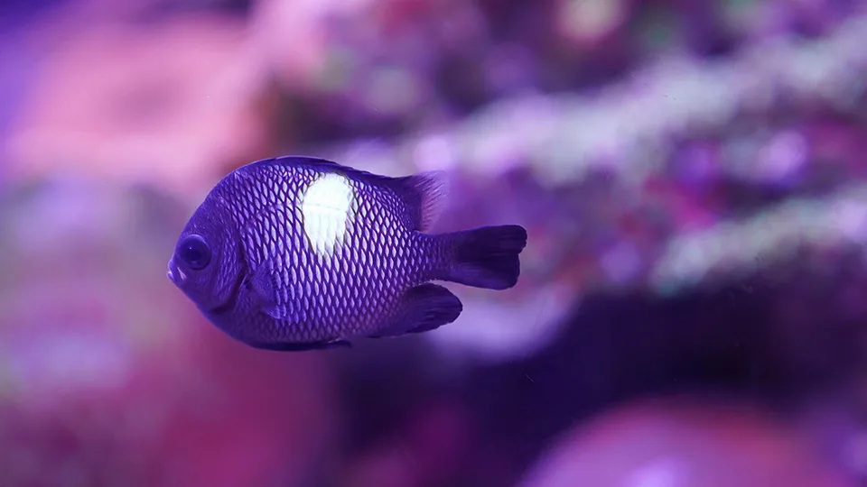 Domino Damselfish