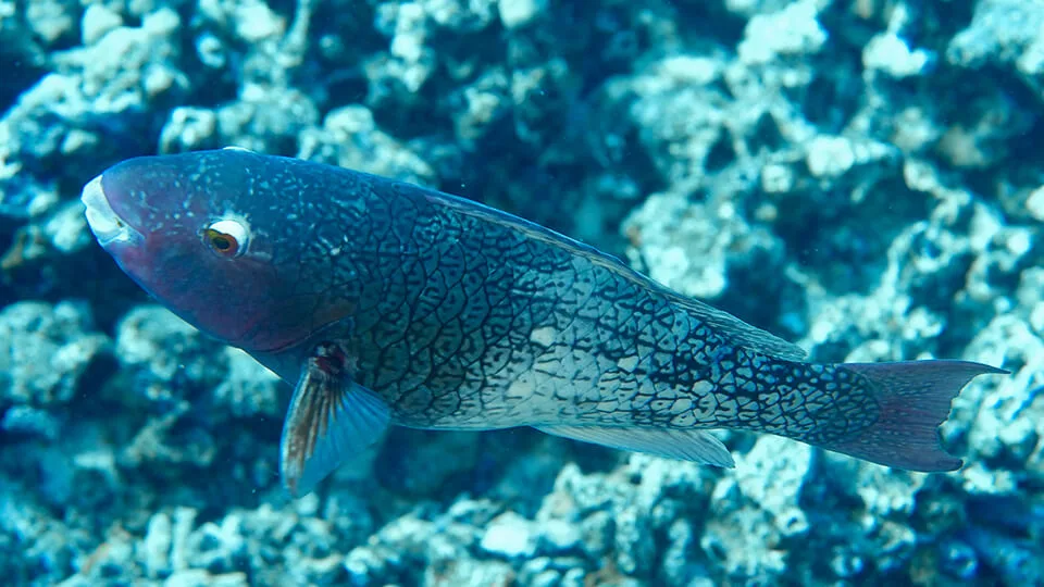 Ember Parrotfish