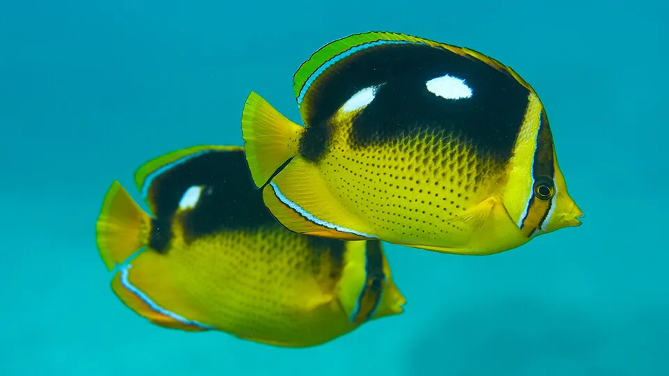 tropical fish you can see while snorkeling on maui