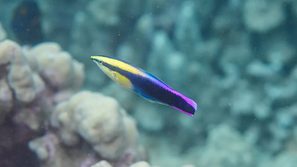 Hawaiian Cleaner Wrasse