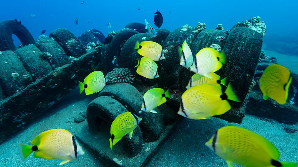 School of Millet Butterflyfish