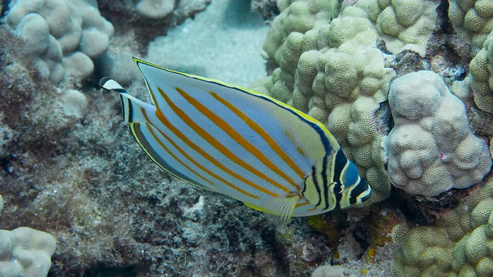 Ornate Butterflyfish