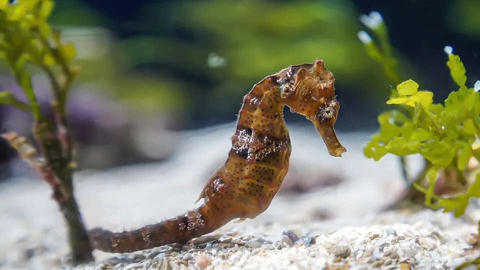 Pacific Seahorse