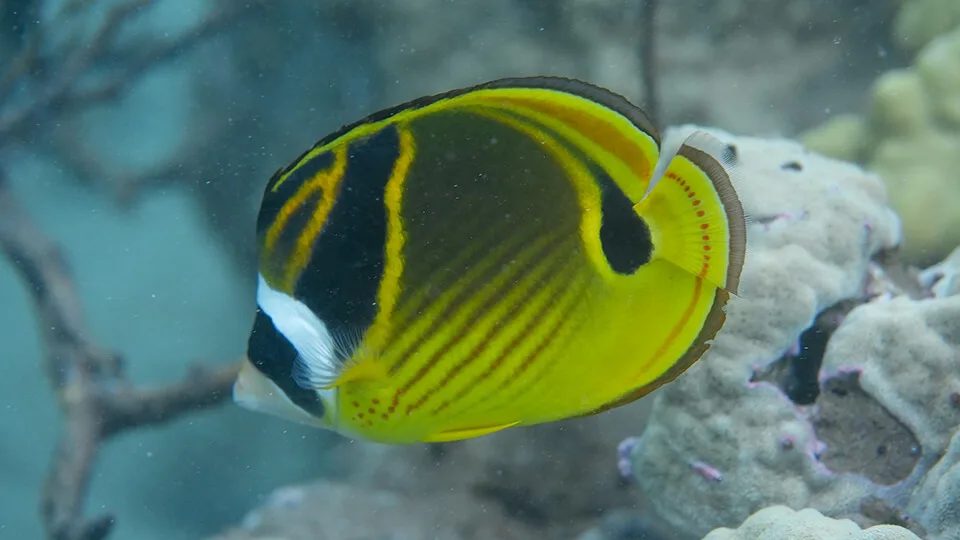 Raccoon Butterflyfish