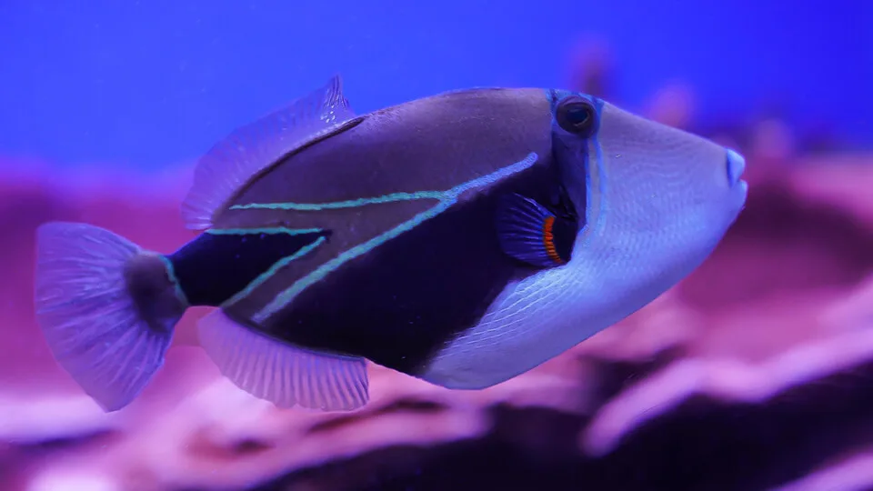 Rectangular Triggerfish Humuhumunukunukuapuaa