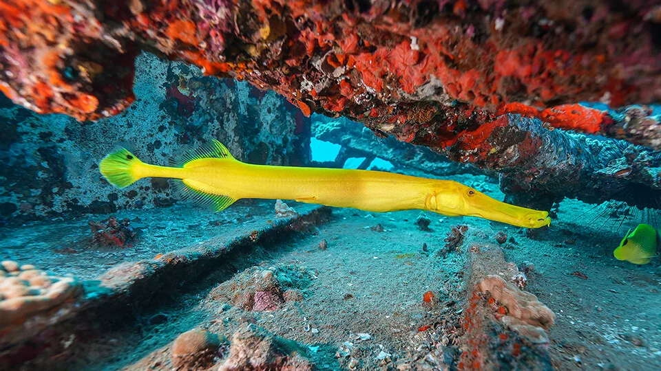 Trumpetfish