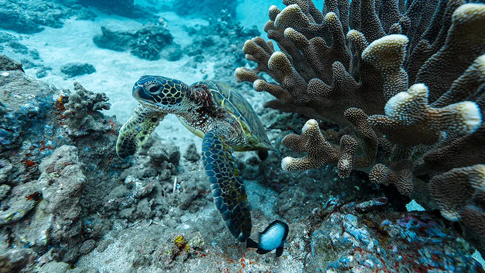 tropical fish you can see while snorkeling on maui