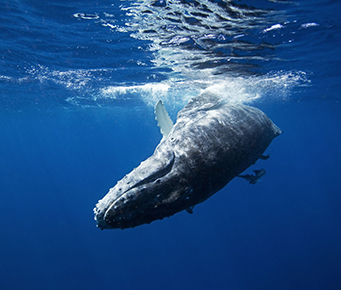 Humpback Whale Diving Underwater