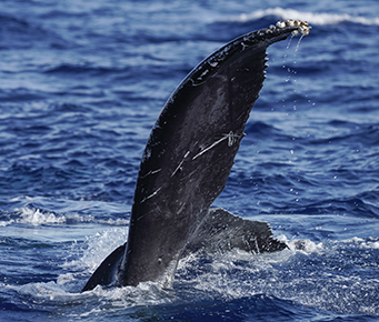 Humpback Whale Pectoral Slap