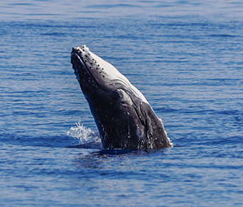 Humpback Whale Breaching Backwards