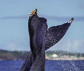 Humpback Whale Tail