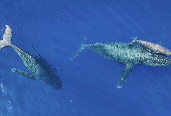 Humpback Whale Family Aerial View
