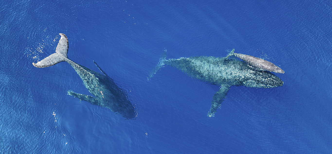 Humpback Whale Family Aerial View
