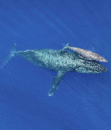 Mother Whale and Calf