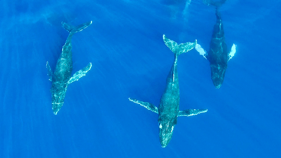 Do All Humpback Whales Come To Hawaii
