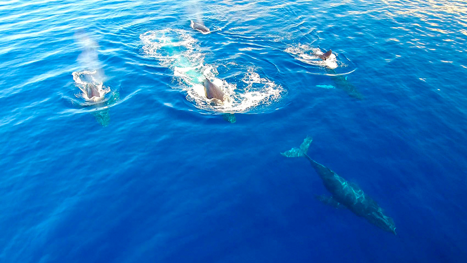 Humpback Whale Pod Swimming