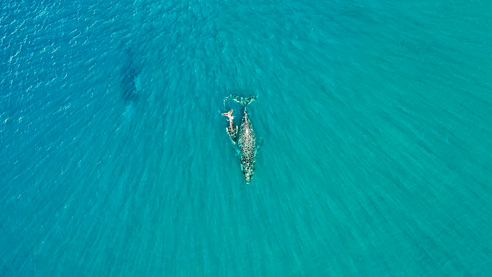 Mother Whale and Calf