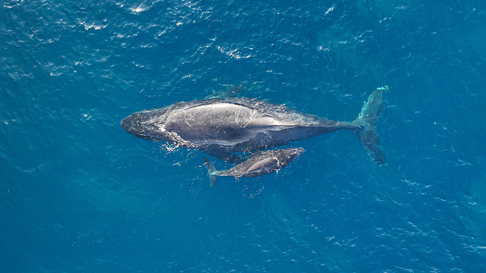 Mother Whale and Calf