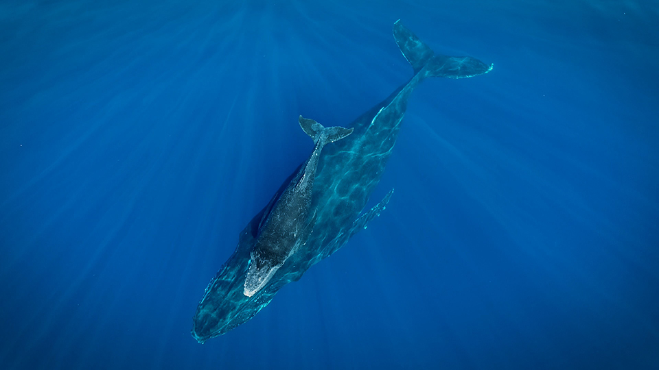 Mother Whale and Calf Top-Down View