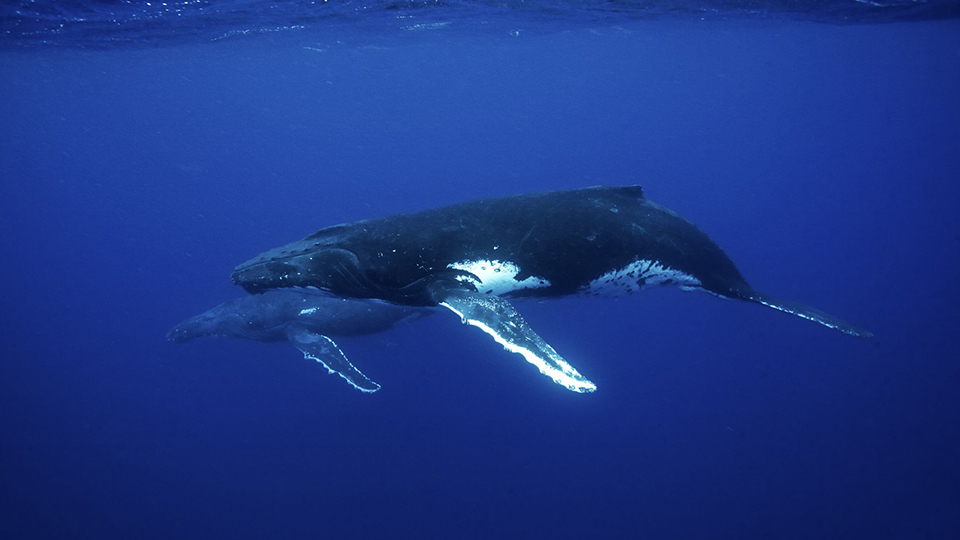 Mother Whale and Calf Underwater