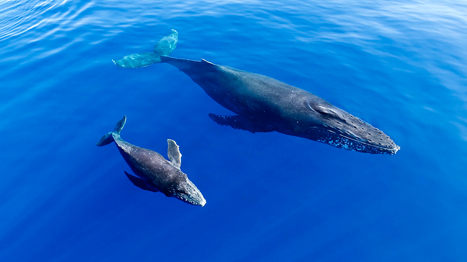 Mother Whale and Calf Closeup