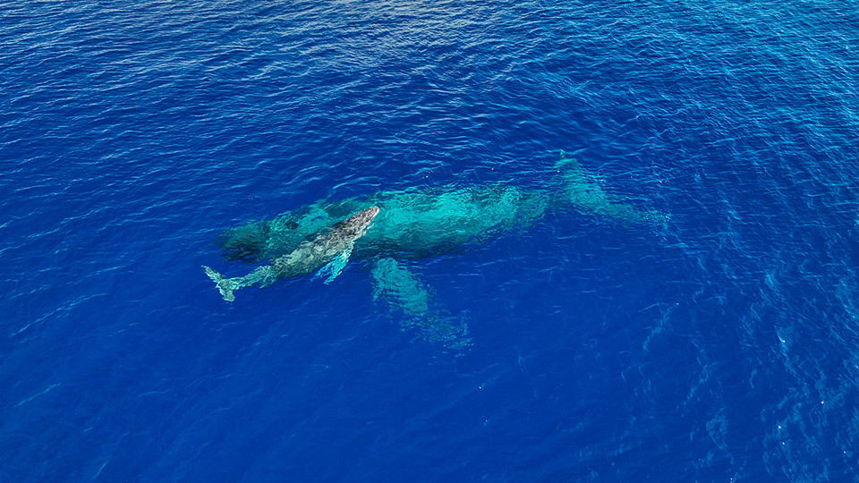 Do All Humpback Whales Come To Hawaii