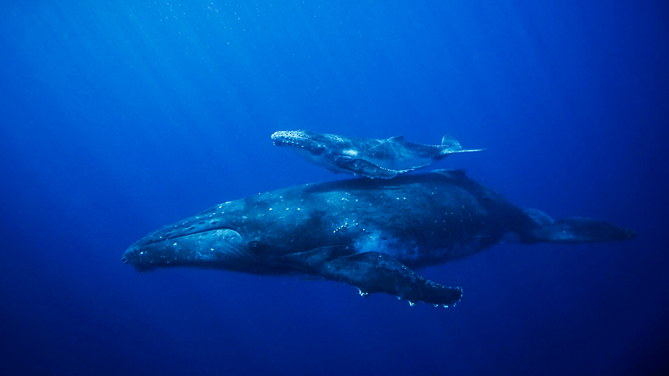 Mother Whale and Calf Underwater