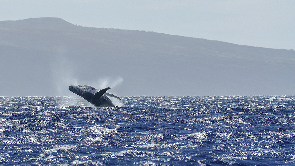 Humpback Whale Breaching Backwards Near Maui