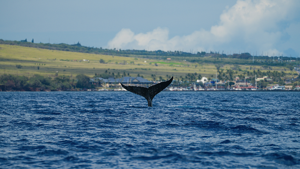 Whale Tail with Maui in Background