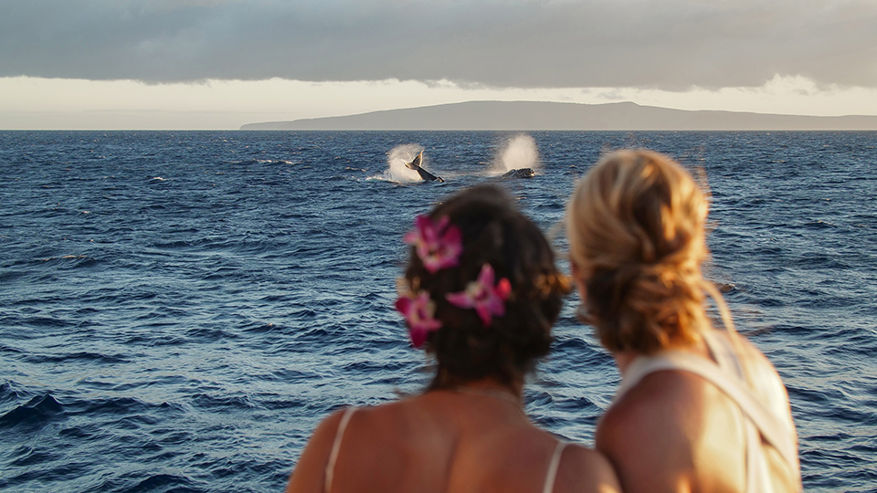 Guests on Pride of Maui Whale Watching Tour