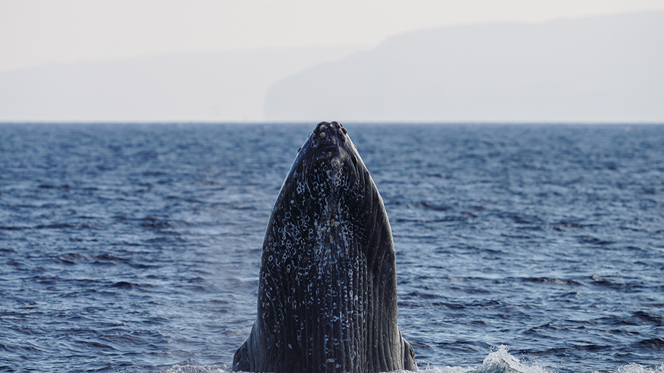 Do All Humpback Whales Come To Hawaii