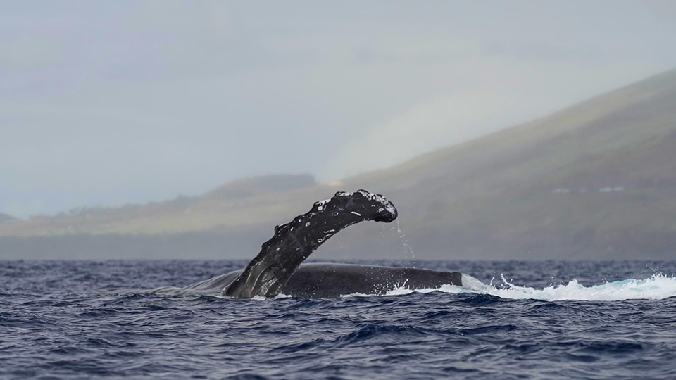 Humpback Whale Pectoral Slap