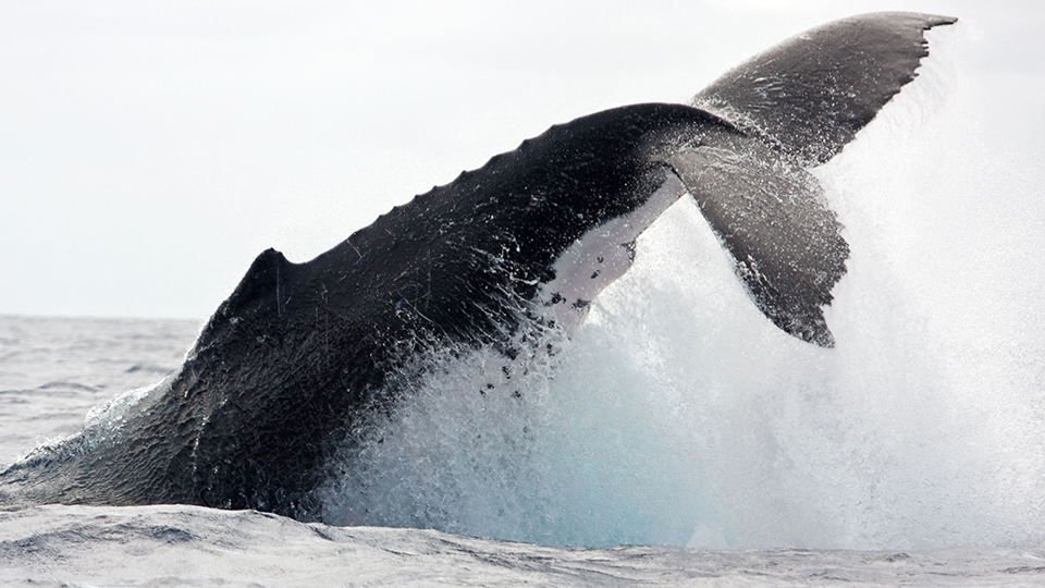 Whale Diving into Ocean