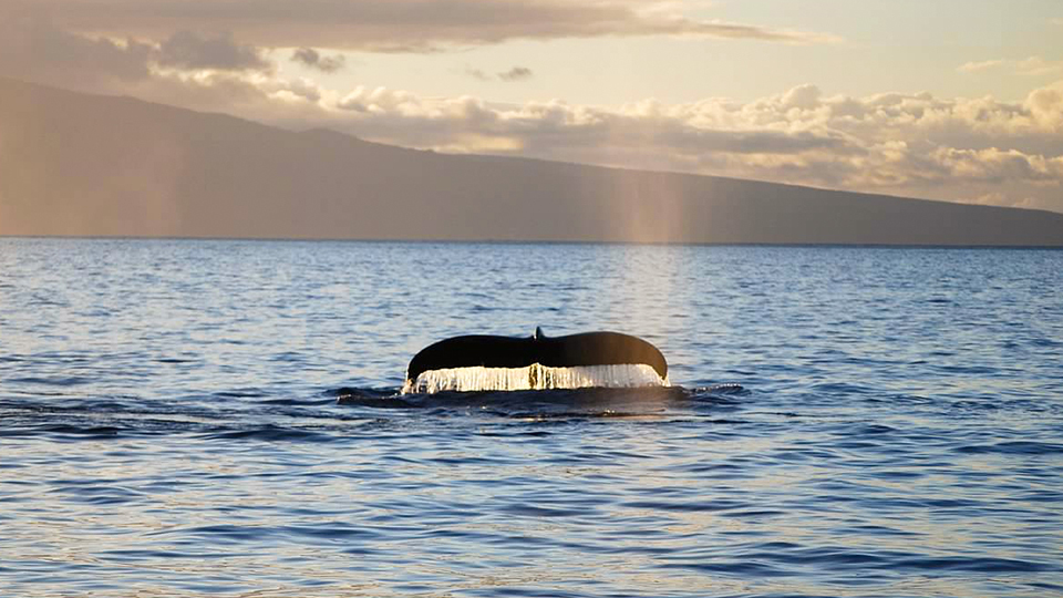Whale Tail and Mist at Sunset Near Maui