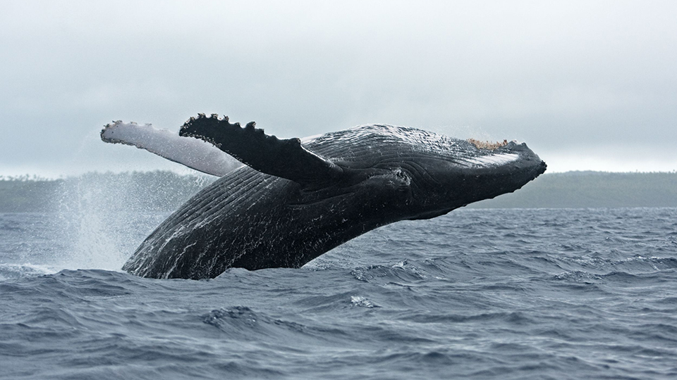 Humpback Whale Breaching Over Backwards
