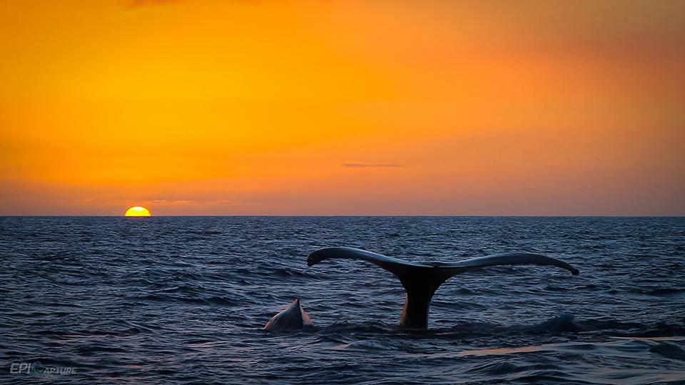 Whale Tail at Sunset