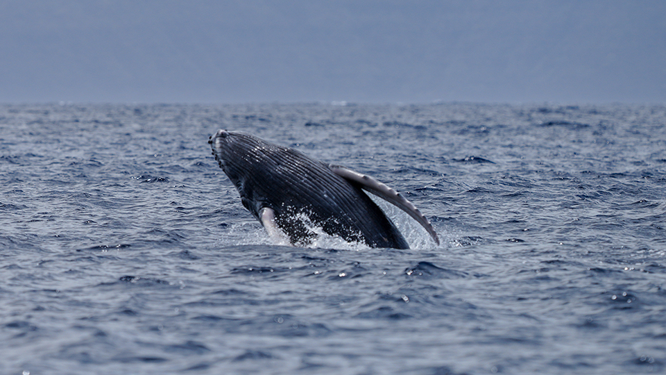 Do All Humpback Whales Come To Hawaii