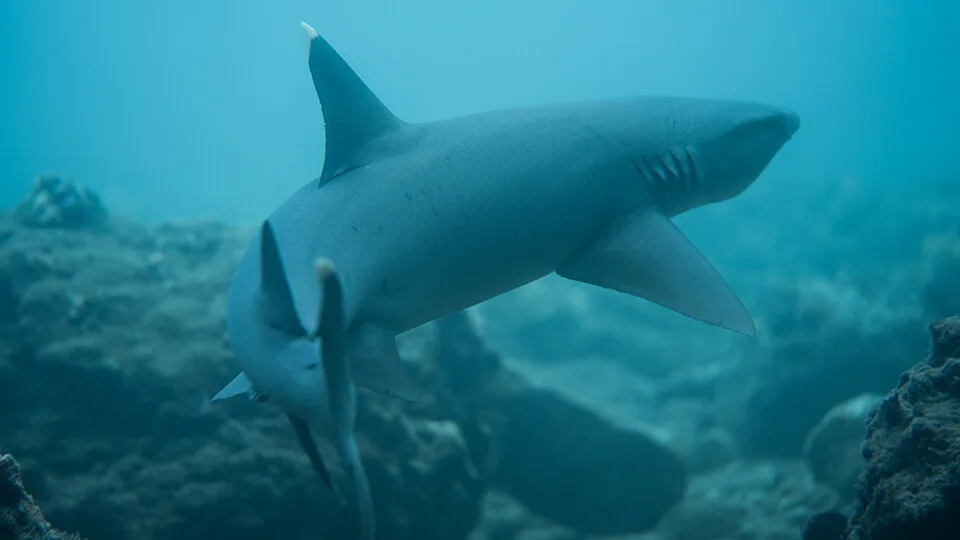 Whitetip Reef Shark