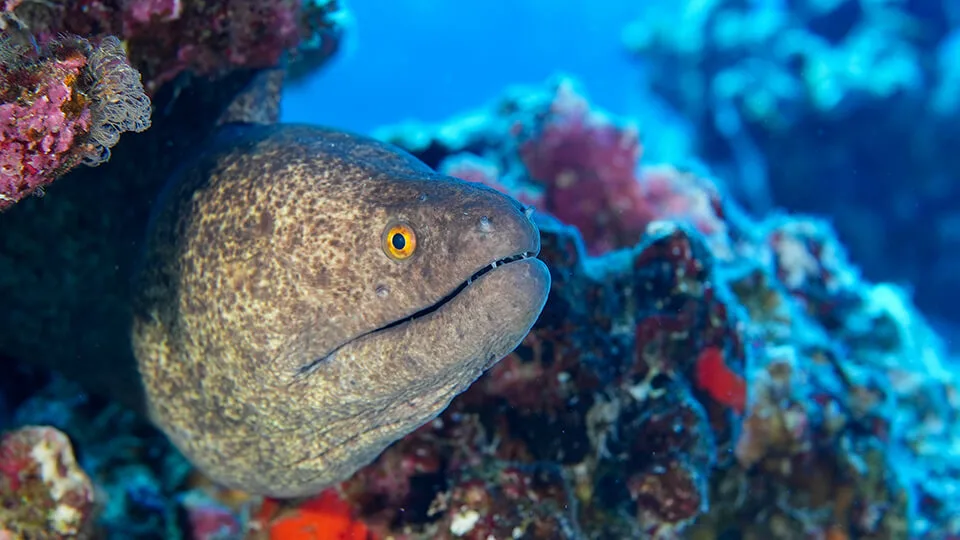 Yellow-Edged Moray Eel